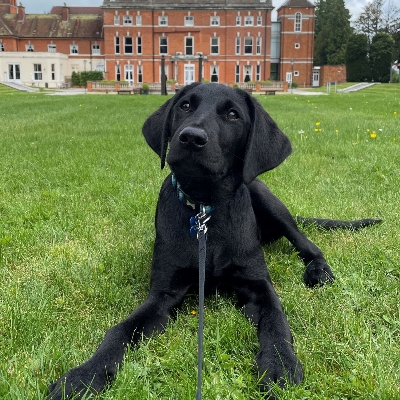 Discover Oakley Hall Hotel's new dog-designated bedrooms
