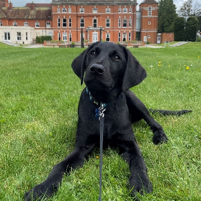 Wedding News: Discover Oakley Hall Hotel's new dog-designated bedrooms