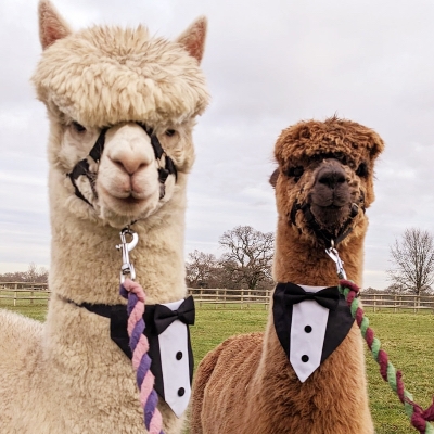 Elevate your big day with Grainmarket’s sophisticated wedding alpacas