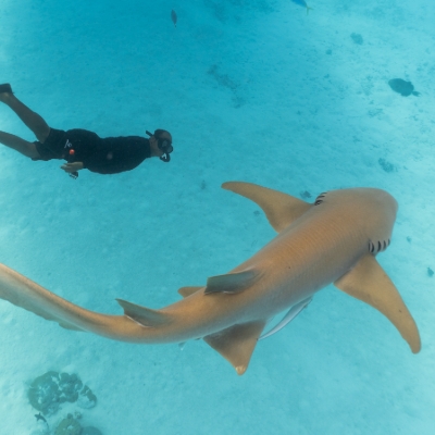 Calm Waters: Swim with Nurse Sharks: A Wellness-Led Ocean Encounter 