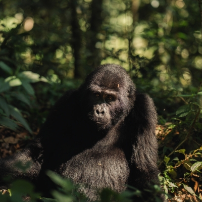 Honeymoon News: Step Into the Forest at Silverback Lodge, Uganda for a Once in a Lifetime Honeymoon