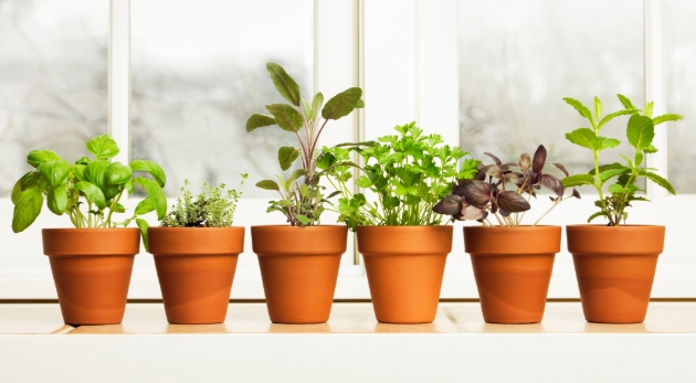 herbs in pots on window
