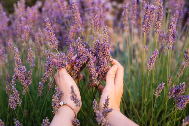 lavender field