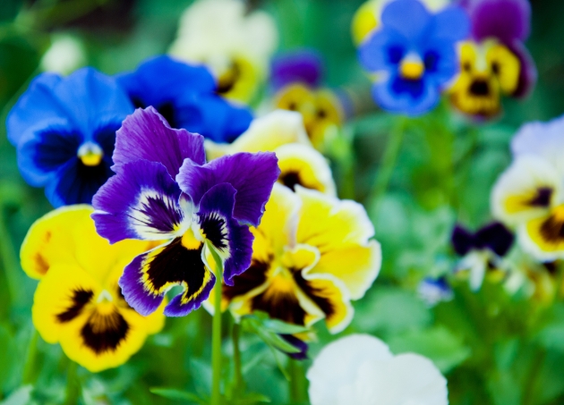 pansies