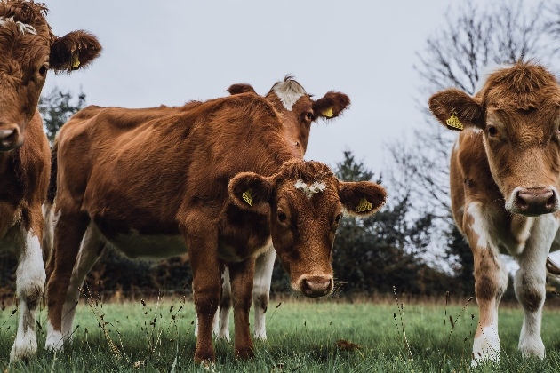 cows in field