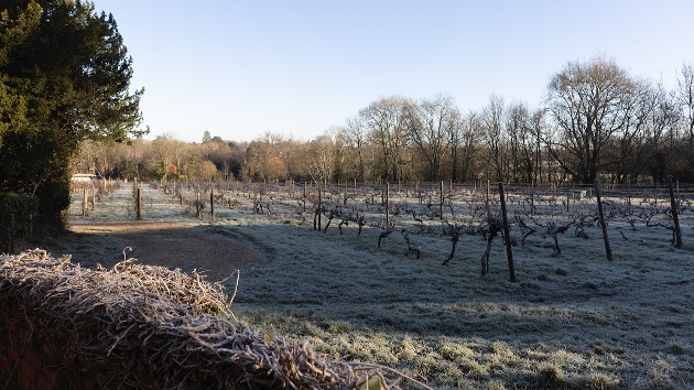 vineyard on a frosty day 