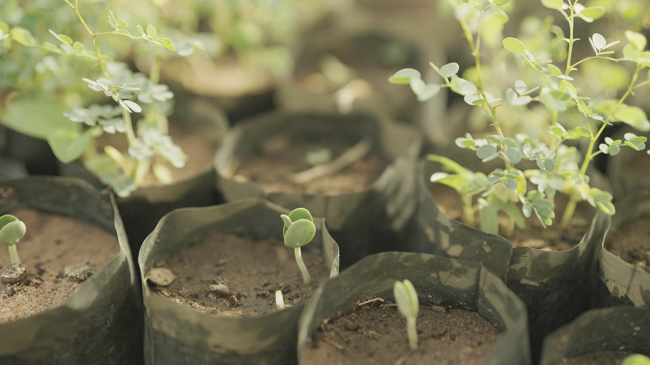 small seedlings