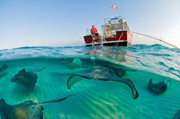 Stingrays