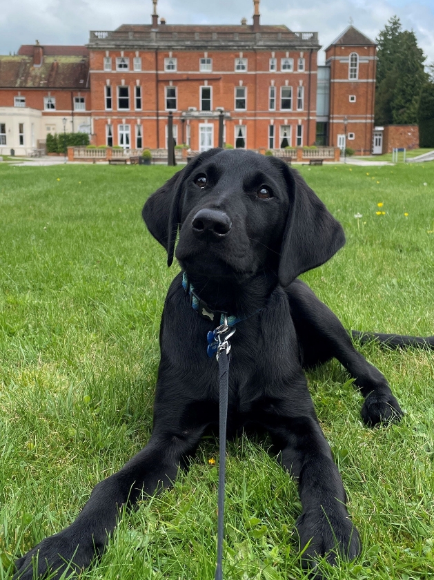 Oakley Hall Hotel dog 