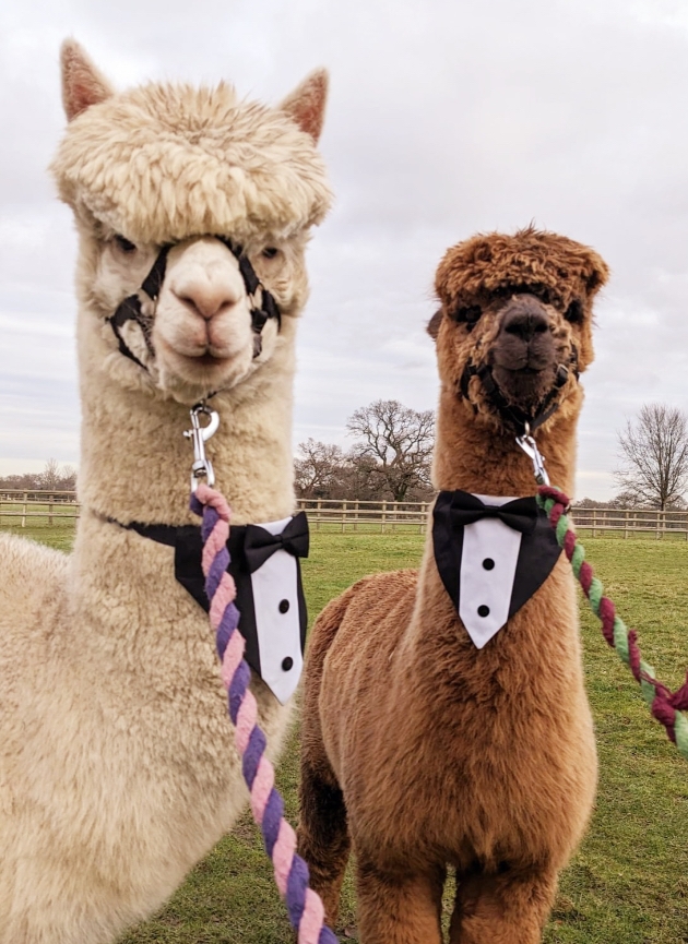 Grainmarket’s sophisticated wedding alpacas