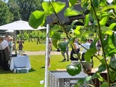 Thumbnail image 9 from Wild Garlic Catering